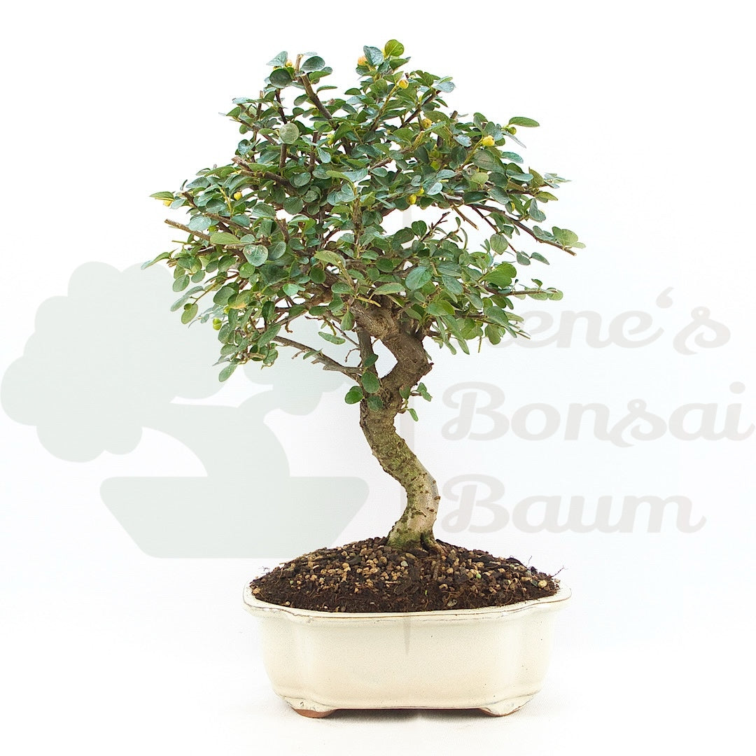 Fächer- Zwergmispel 'Cotoneaster horizontalis'